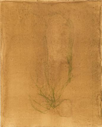 anthotype_algue_herbier-strasbourg_grateloupiagibersii4_klette_mail.jpg